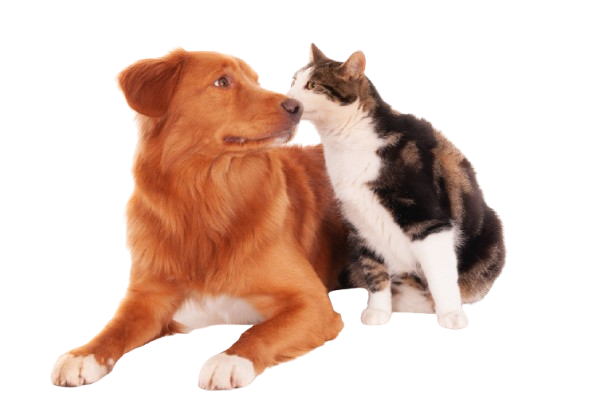 Royal Pets Veterinary Team